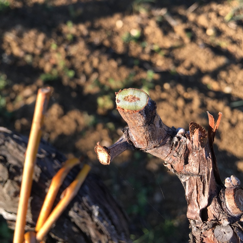 Taglio netto delle forbici da potatura professionali giapponesi Tobisho